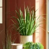 ALLIUM Herbe Ornementale Vert