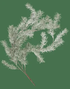 CEDER Branche Décorative Vert