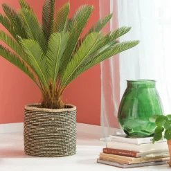 CYCAS Palmier Vert