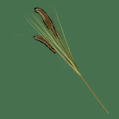GRASS Hampe De Roseau Vert