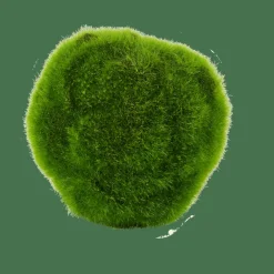 MOSS Boule De Mousse Vert
