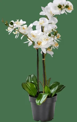 ORCHID Orchidée En Pot Blanc