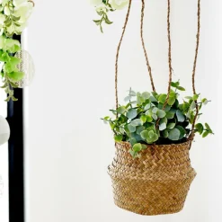 TERRA Pot Avec Plante Blanc, Vert