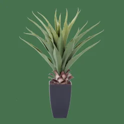 VERA Aloe Vera Vert